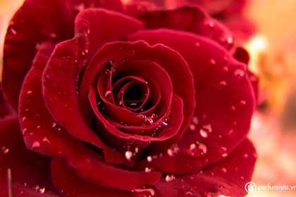 Hoa Hồng - Rose