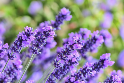 Hoa Oải Hương - Lavender